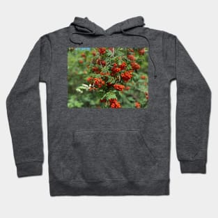 Mountain ash, nature, tree Hoodie